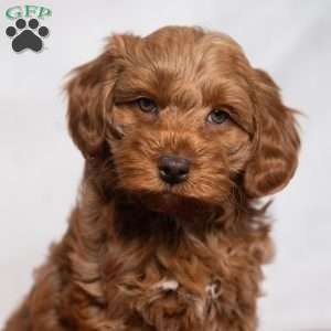 Kennedy, Cavapoo Puppy